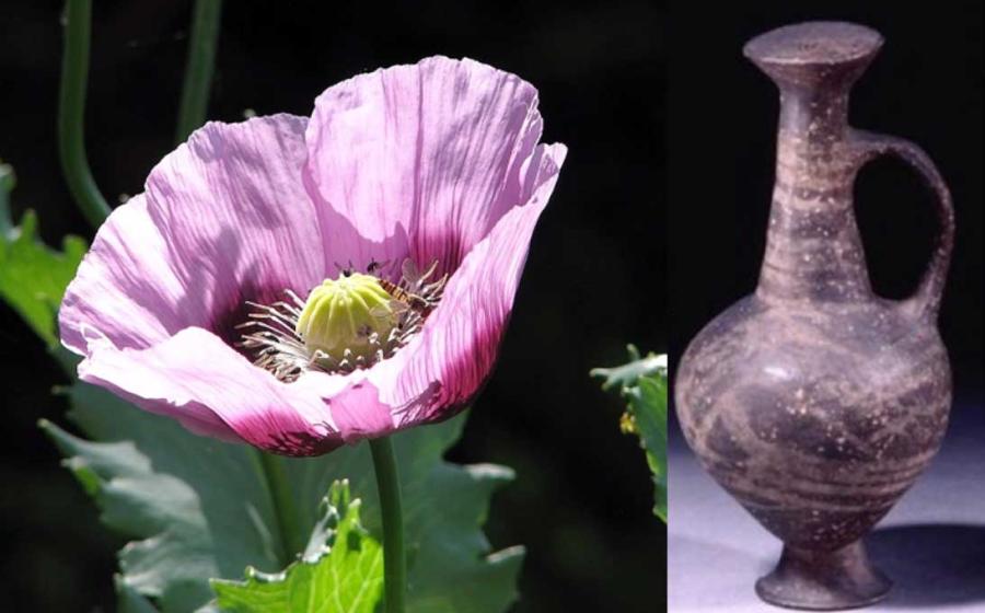 Left, opiate poppy and right Vessel in which traces of opiate have been found. 