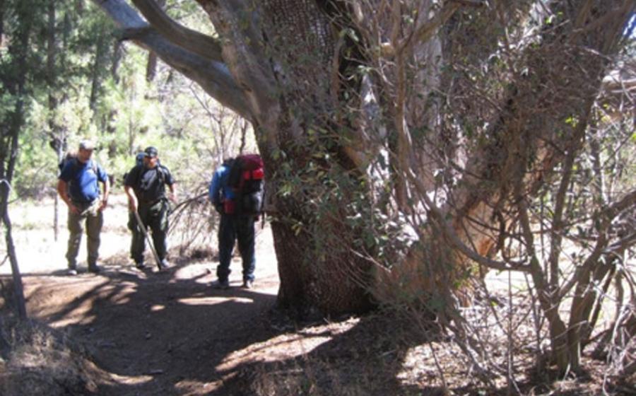 The US Forest Service fighting to save the ancient tree. Source: US Forest Service Tonto National Forest / Facebook.