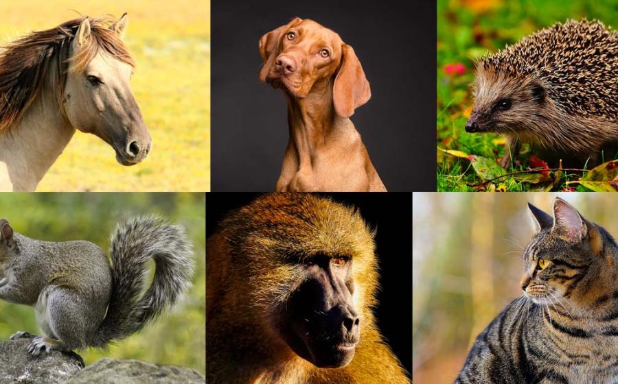 Some of the animal species that held a special place in ancient folklore: Horse (Pixabay License), dog (Pixabay License), hedgehog (Pixabay License), squirrel (Pixabay License), baboon (Pixabay License), cat (Pixabay License).