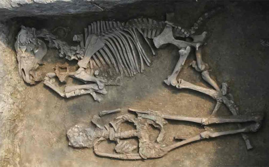 Burial with a horse at the Rákóczifalva site, Hungary (8th century AD). This male individual of the culture of the Avars, belongs to the 2nd generation of pedigree 4, and was one of the sons of the founder of this kinship unit. Source: Institute of Archaeological Sciences, Eötvös Loránd University Múzeum, Budapest, Hungary/Nature