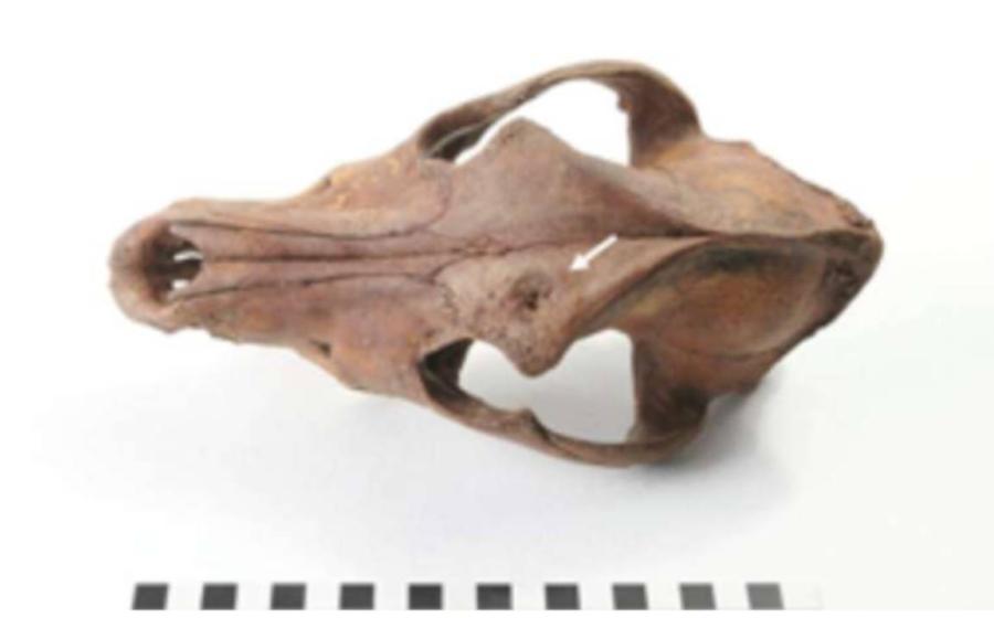 Archaeologists developed a model to identify bear baiting assemblages in England and beyond, including this one with the skull of a dog who had been in fights.