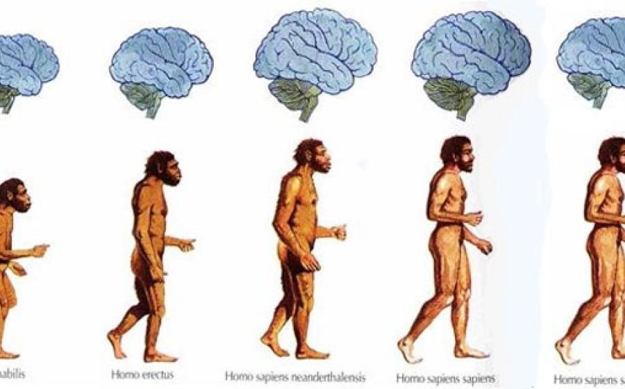 Shrinking Brain in Humans