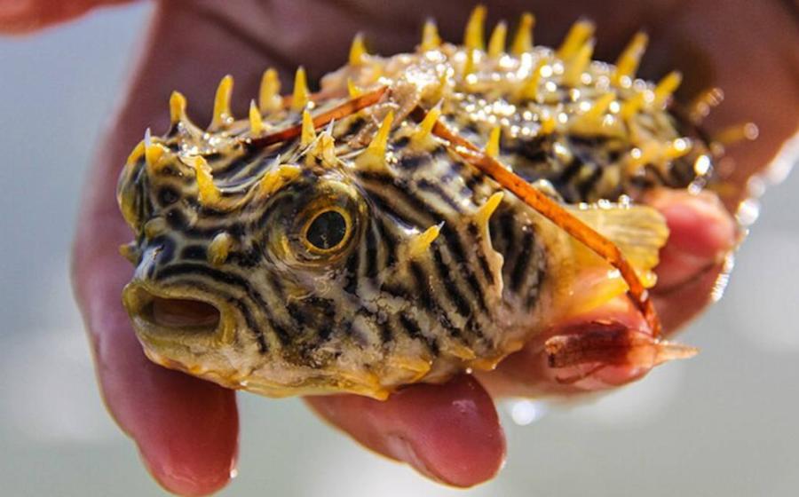 The striped burrfish, a fish with toxic compounds inside that can kill humans if it is ingested.