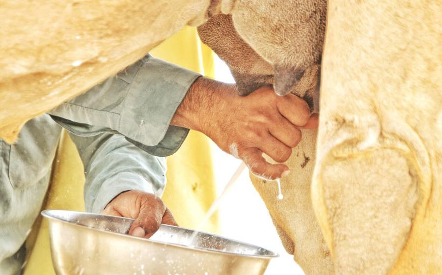 Man in the desert extracting camel milk. Source: padraic spencer/EyeEm / Adobe Stock