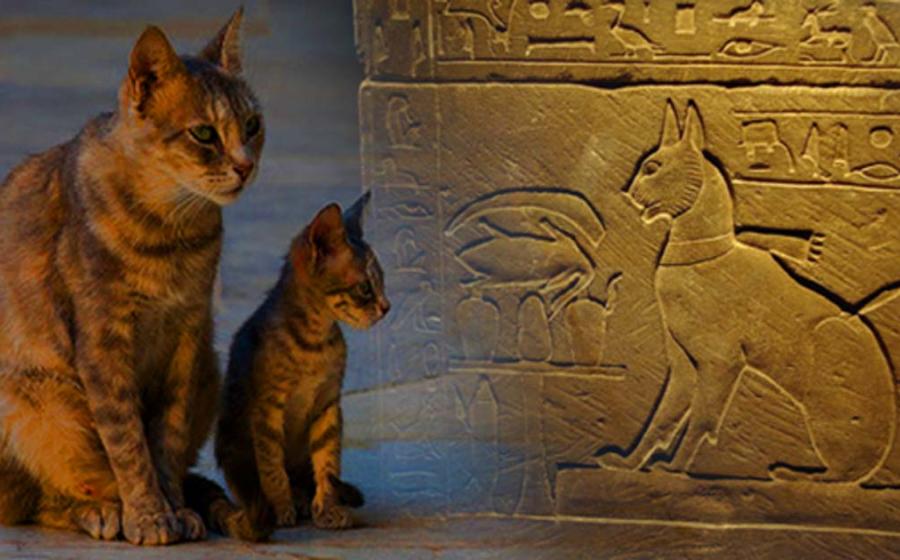 The Cat Came Back: A More Than Mythical History – Part I