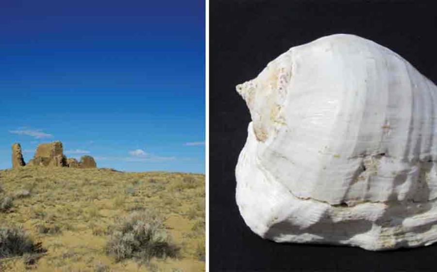 Left; Kin Klizhin is an ‘ancestral’ community consisting of a great house with tower kiva. Right; Strombus galeatus conch shell from the Sea of Cortez. Source: Van Dyke/Antiquity Publications Ltd