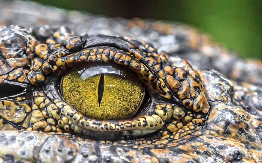 Crocodile eyes. Source: Георгий Лыкин / Adobe Stock.