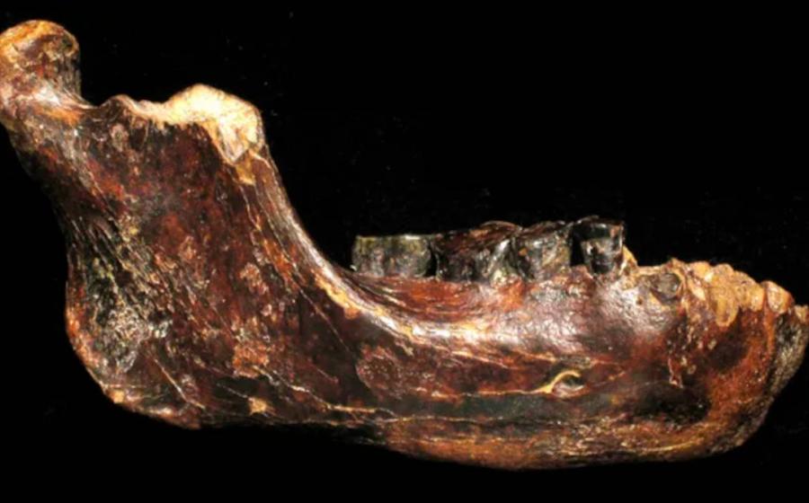 The fossilized jawbone found off the west coast of Taiwan, now identified as Denisovan.