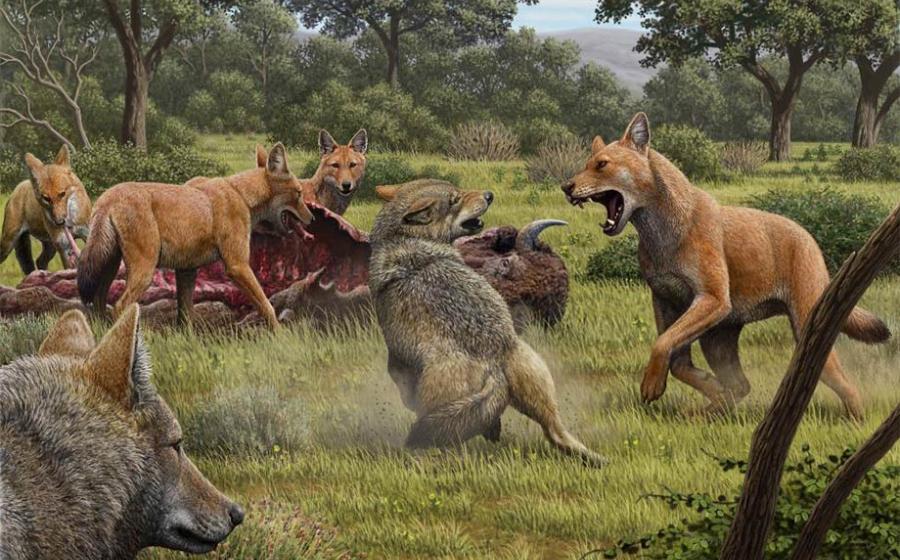 Somewhere in Southwestern North America during the late Pleistocene, a pack of dire wolves (Canis dirus) are feeding on their bison kill, while a pair of gray wolves (Canis lupus) approach in the hopes of scavenging. One of the dire wolves rushes in to confront the gray wolves, and their confrontation allows a comparison of the bigger, larger-headed and reddish-brown dire wolf with its smaller, gray relative. Source: Mauricio Antón/ Nature