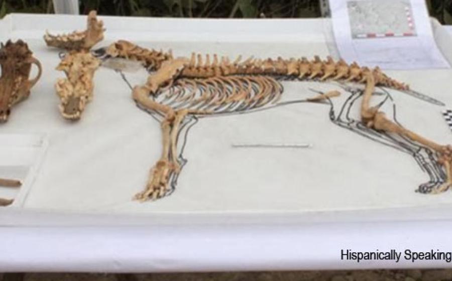 Dog Skeleton