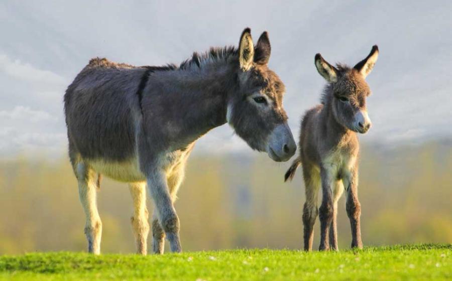 Mother and baby donkey. Credit: Geza Farkas / Adobe Stock