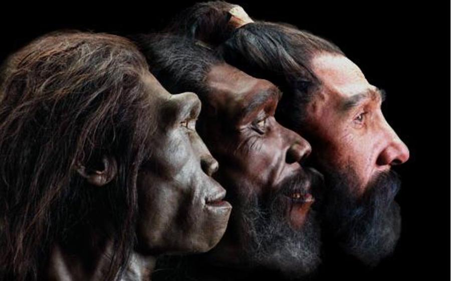 Image of reconstructed faces of three early humans in profile view. 