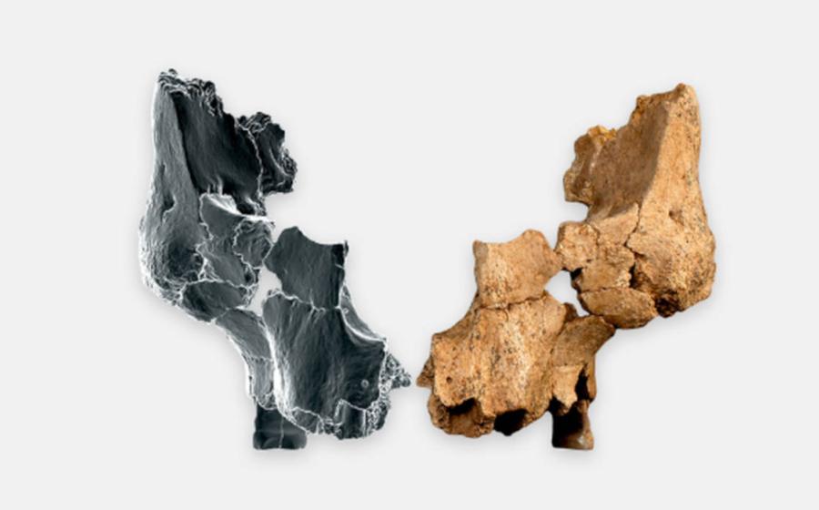 Original fossil of ancient facial bone found in Sima del Elefante cave, alongside a 3-D image. 