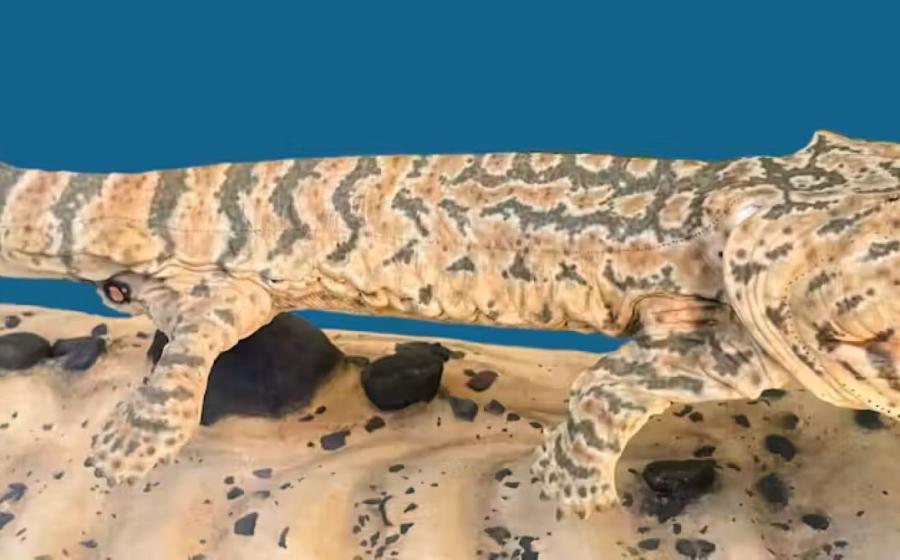 Acanthostega, an early tetrapod that lived about 365 million years ago, was a member of the ancestral stock that gave rise to amphibians and amniotes. 