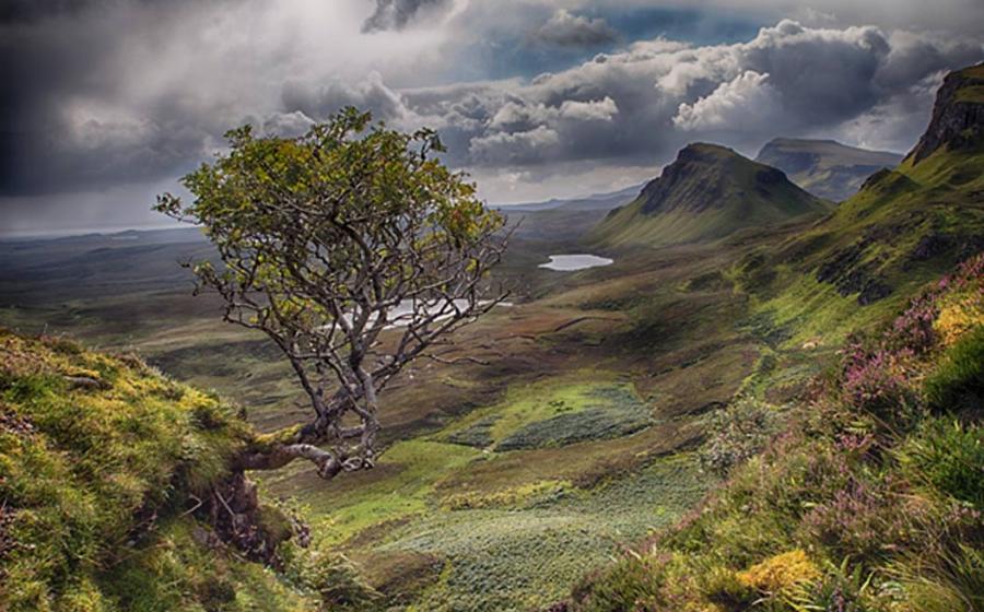 Flying Rowan Tree, Isle of Skye, Scotland