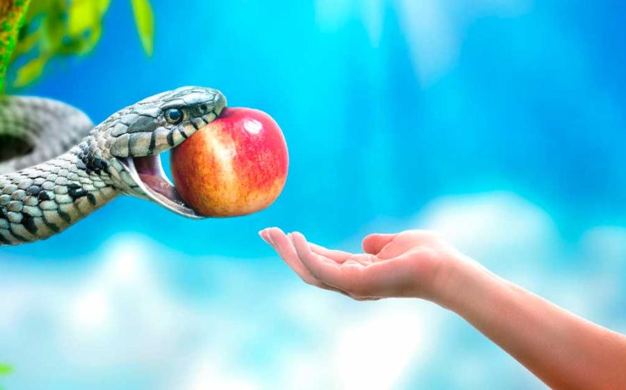 “Forbidden fruit” was written in the Bible in reference to the ‘apple’ of Eden that led to Adam and Eve being banished from paradise for tasting of the Tree of Knowledge. But was the forbidden fruit really an apple or some other fruit? Source: funstarts33 / Adobe Stock