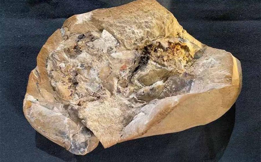 Using the latest technology, the researchers were able to examine the Gogo fish fossil (show here) and identify its 380-million-year-old, 3D preserved fossilized heart. (Yasmine Phillips, Curtin University / Western Australia Museum)