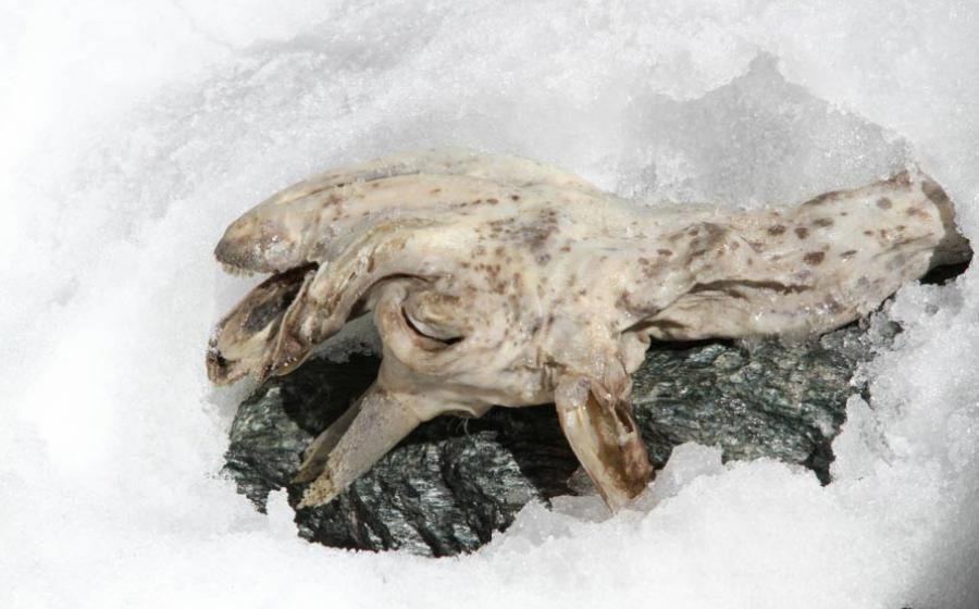 What will this frozen goat teach us about famous human ice mummies? 