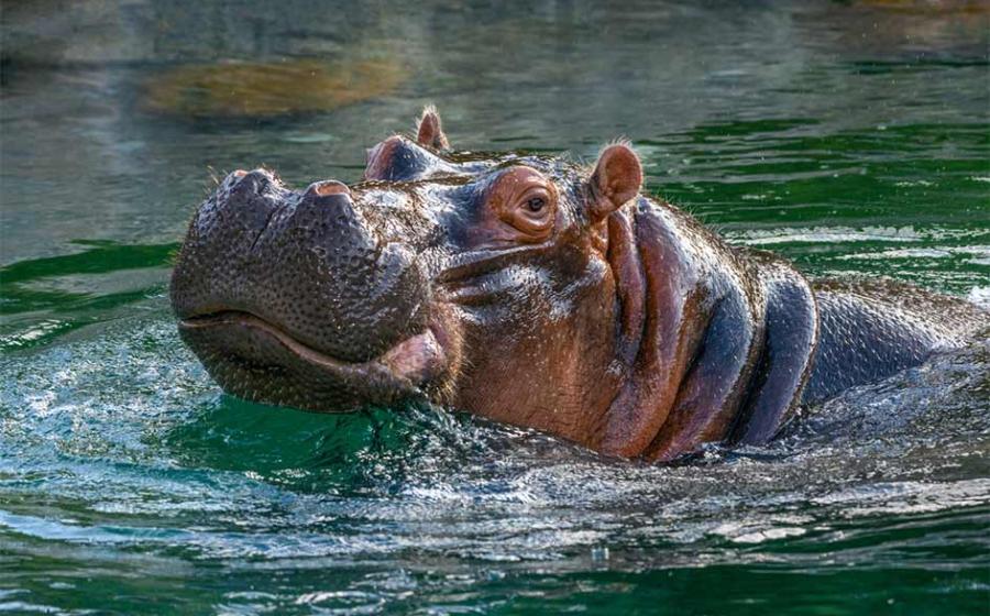 A modern-day giant hippo (Hippopotamus amphibious) in water. Source: jwjarrett / Adobe Stock