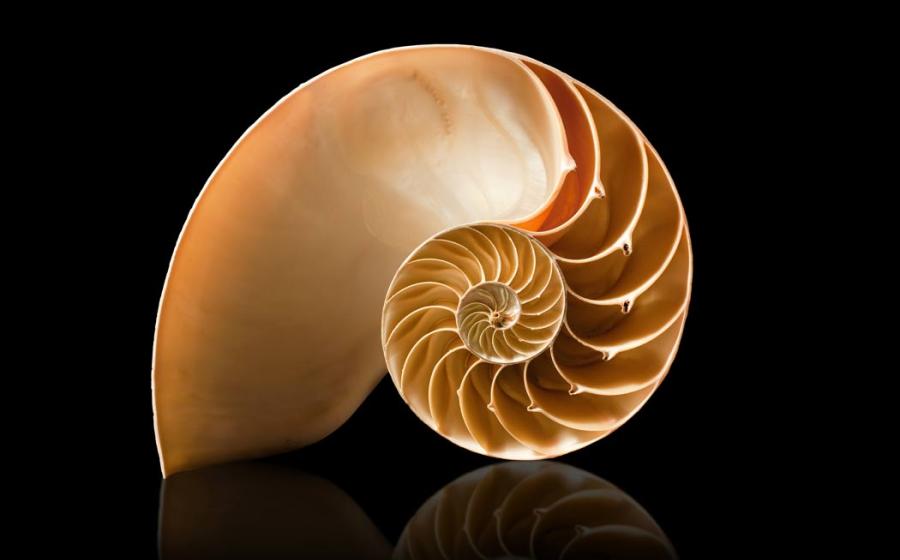 The golden ratio in a shell