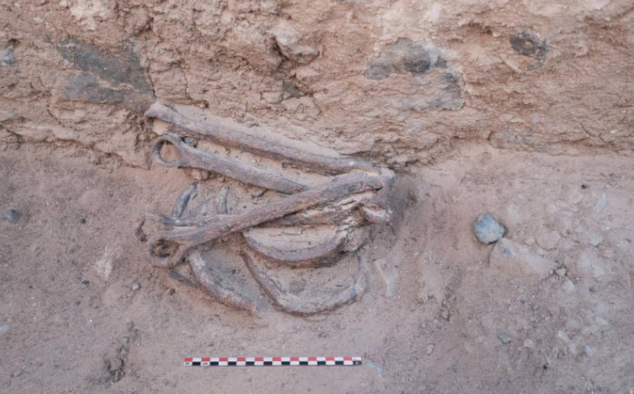 Set of shackles found on floor inside room of a building at site of ancient Egyptian gold mining village of Ghozza.