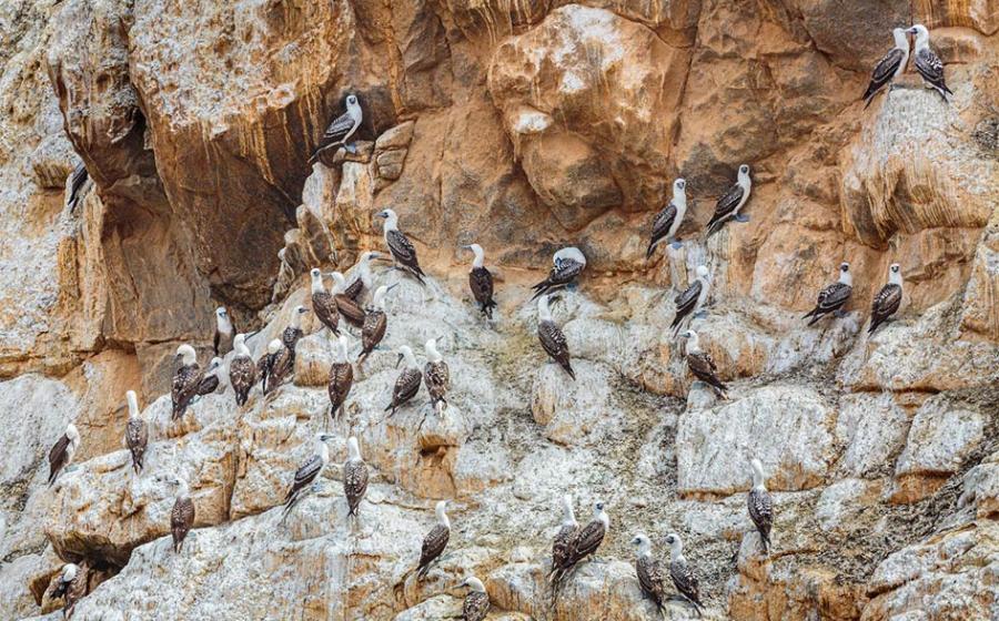 ‘White Gold’ Seabird Guano Sustained Life in Ancient Atacama