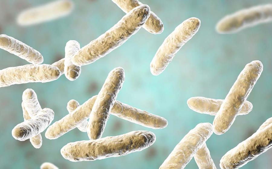 Throughout history probiotic bacteria has been used to attain good health, even if ancient cultures did not yet understand the science behind why they worked. Source: Dr_Microbe / Adobe Stock 