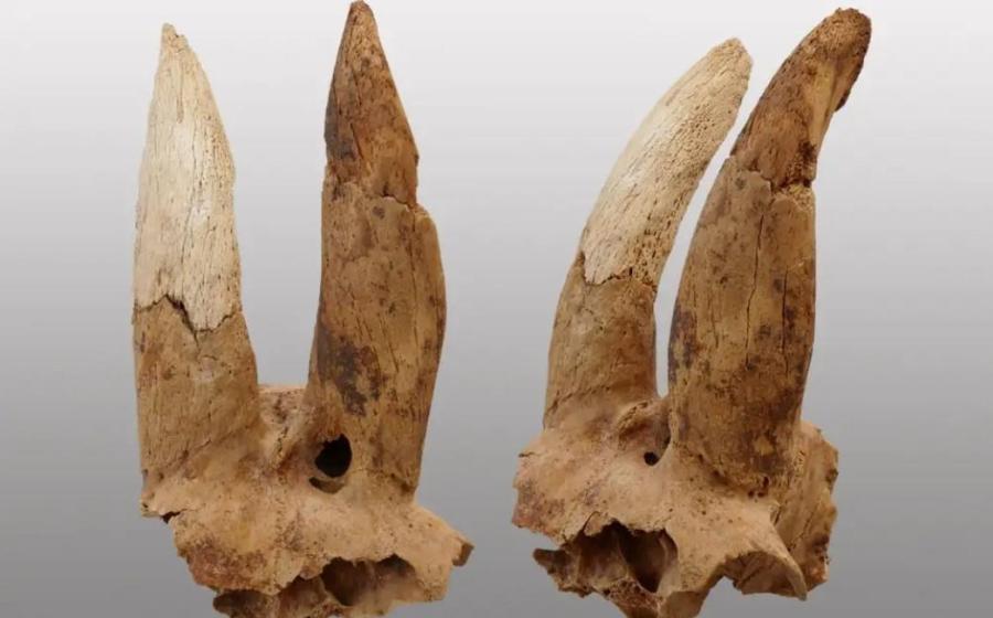 modified horns Egypt