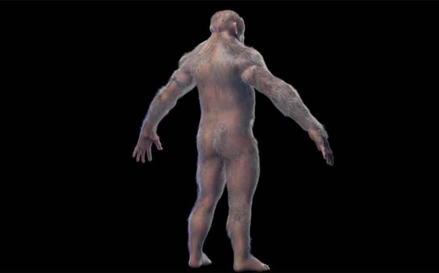 3d illustration of Australopithecus afarensis male.  Source: Sebastian Kaulitzki/Adobe Stock