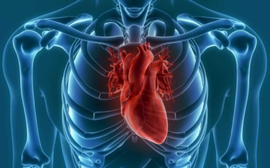 The human heart have evolved to be longer and thinner. Source: unlimit3d / Adobe Stock.