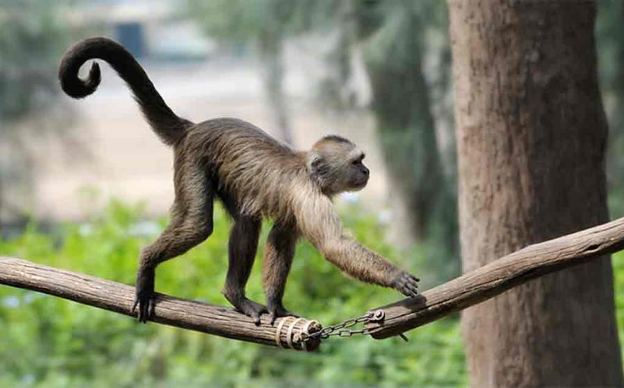 Why is it that hominoids have experienced tail loss, while other primates have not? Source: v_blinov / Adobe Stock