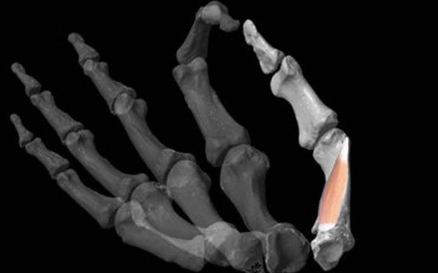 Researchers used 3D modeling software to reconstruct ancient hands and then added the critical human thumb muscle to the model.