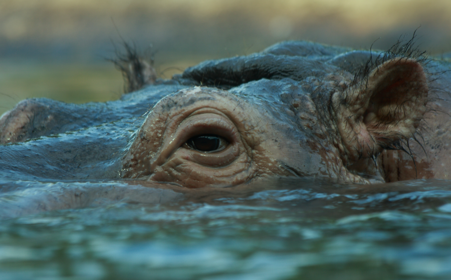 A Hippopotamus. Source: Aintschie / Adobe Stock.