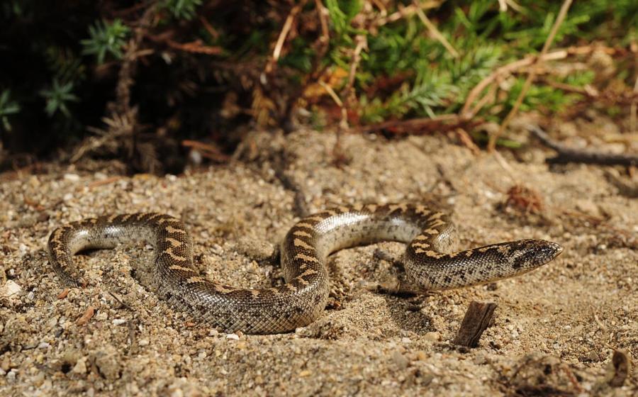 A photo of the javelin sand boa from the Peloponnese 