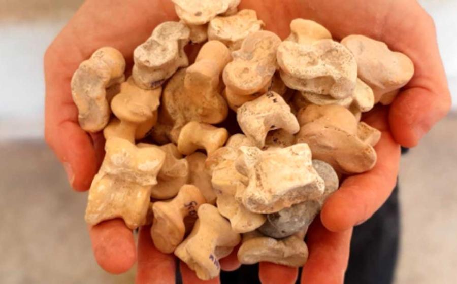 These knucklebones from the Hellenistic period, from roughly 2,300 years ago, were recently unearthed in central Israel in an area closely connected with the First Temple period. Source: Israel Antiquities Authority
