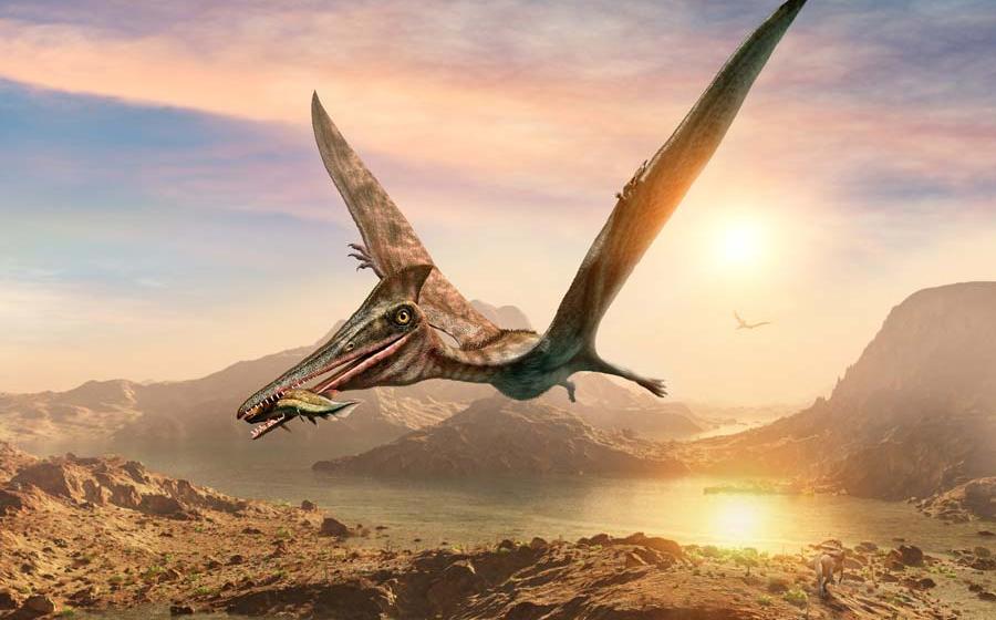 Fossilized bones of the largest pterosaur or flying reptile ever found in South America, about the size of a yellow school bus, have been found in the western mountains of Argentina.		Source: warpaintcobra / Abobe Stock
