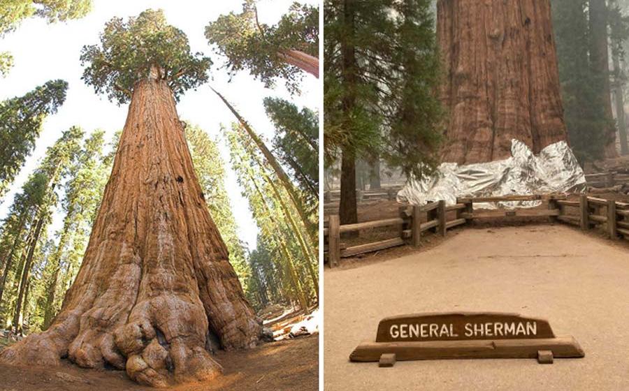 General Sherman, the world’s largest tree (Jim Bahn/CC BY 2.0), has been wrapped in a fireproof blanket. (Sequoia and Kings Canyon National Parks)