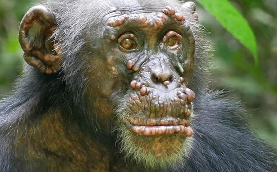 A chimpanzee named Woodstock with leprosy in Ivory Coast. Source: Tai Chimpanzee Project
