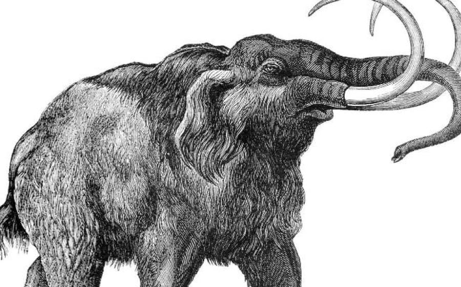 Extinct Animals