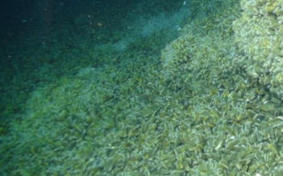 New Methane Ecosystem