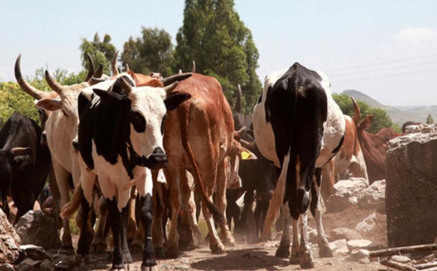 Digesting Milk in Ethiopia