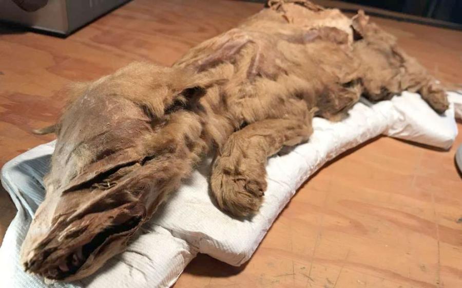 Mummified wolf-cub found in Yukon 
