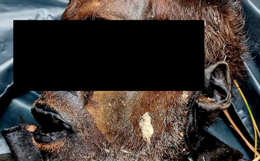 This man underwent complete mummification in just over 16 days.  His mummified corpse was found near a railway in Bulgaria leaving scientists perplexed about this quick natural mummification.   Source:  Mileva B, Tsranchev I, Georgieva M, et al. /CC-BY 4.0