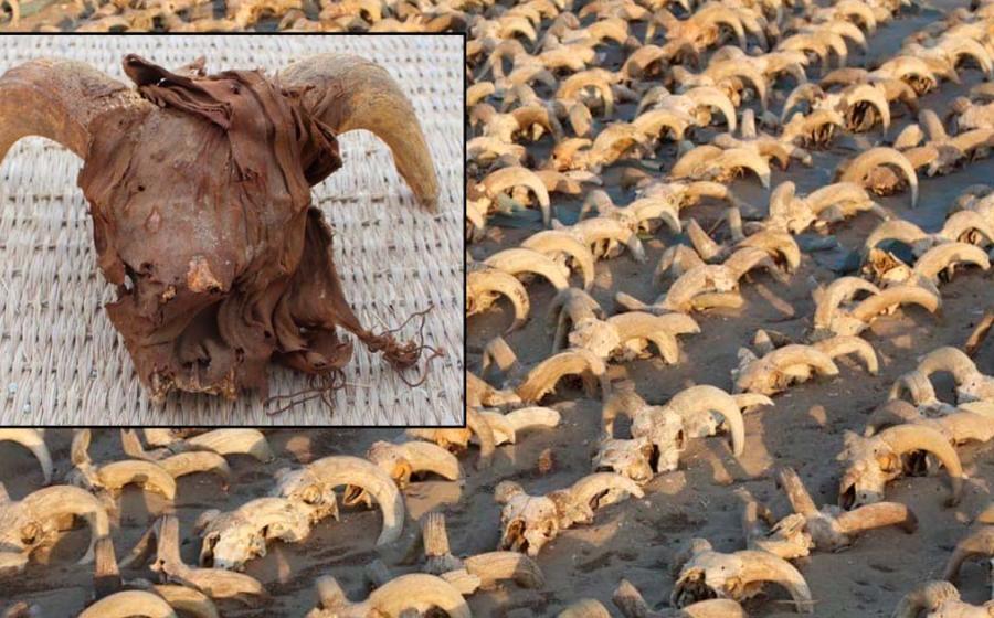 2000 Mummified Ram Heads found at the Temple of Ramesses II in Abydos. Credit: Ministry of Tourism and Antiquities. 