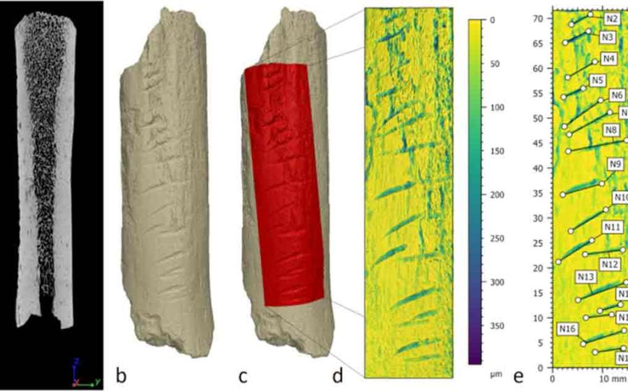 The Carved area of the Bone was completed deliberately by a Neanderthal, not as a byproduct of butchery or other practical applications. Source: Journal of Archaeological Science.