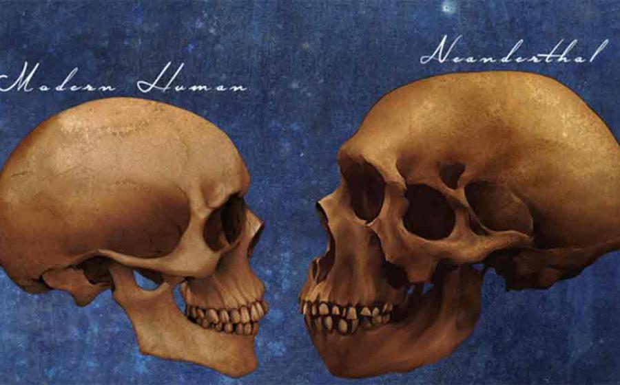 Neanderthals Archaic Extinct Human Skull Vs Modern Human Skull Comparison Art Study.	Source: Winters860/Adobe Stock