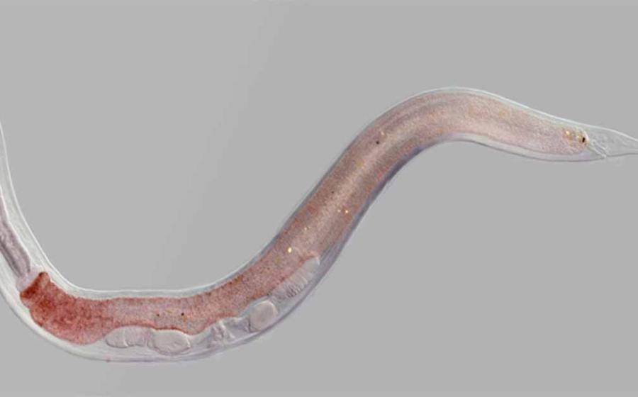 A species of nematode similar to the 46,000 year old worms that have been resuscitated. 	Source: Hussmann/Adobe Stock
