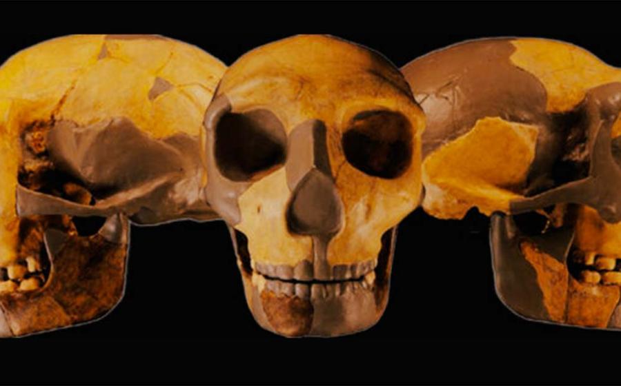 Skull from specimen HLD 6 at Hualongdong, now identified as a new archaic human species. Source: Wu et al./Journal of Human Evolution