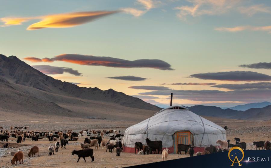 Goats surrounding a yurt in Mongolia.