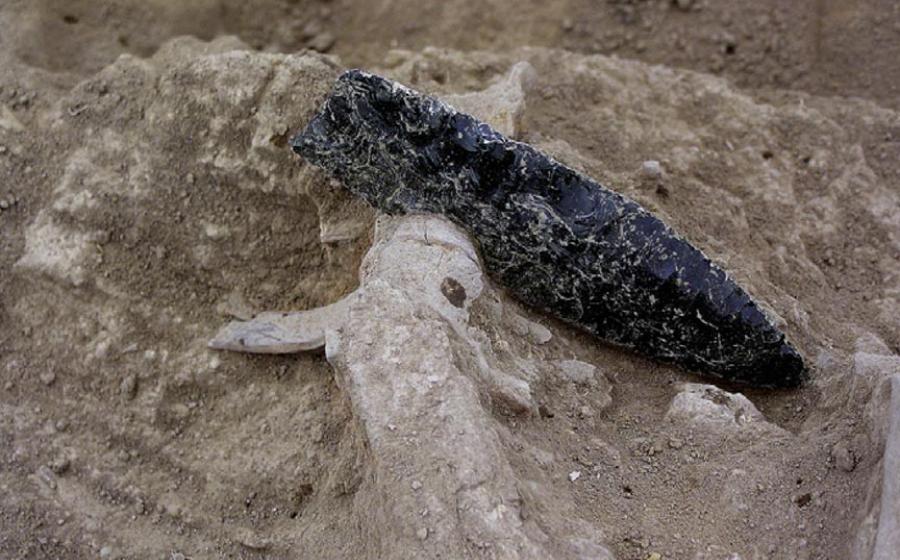 An obsidian point is embedded in prehistoric human remains from a burial in central California.